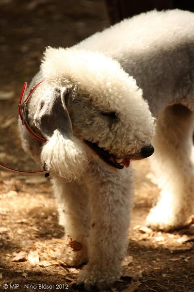 2012-07-01 B & B - Bedlington & Bichon Fun Day (284)_1000x1500.jpg